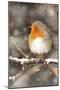 Robin on Snow Covered Branch with Falling Snow-null-Mounted Photographic Print