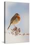 Robin on Snowy Branch-null-Stretched Canvas