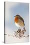 Robin on Snowy Branch-null-Stretched Canvas