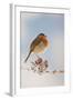 Robin on Snowy Branch-null-Framed Photographic Print