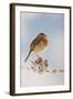 Robin on Snowy Branch-null-Framed Photographic Print