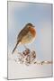 Robin on Snowy Branch-null-Mounted Photographic Print