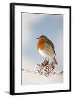 Robin on Snowy Branch-null-Framed Photographic Print