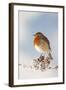 Robin on Snowy Branch-null-Framed Photographic Print