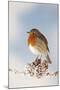 Robin on Snowy Branch-null-Mounted Photographic Print