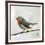 Robin on Wire-Angela Moulton-Framed Art Print