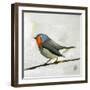 Robin on Wire-Angela Moulton-Framed Art Print