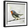 Robin on Wire-Angela Moulton-Framed Art Print