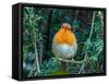 Robin perched in Yew hedge in winter, Norfolk, UK-Ernie Janes-Framed Stretched Canvas