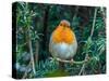 Robin perched in Yew hedge in winter, Norfolk, UK-Ernie Janes-Stretched Canvas