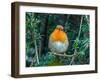 Robin perched in Yew hedge in winter, Norfolk, UK-Ernie Janes-Framed Photographic Print