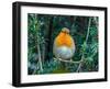 Robin perched in Yew hedge in winter, Norfolk, UK-Ernie Janes-Framed Photographic Print