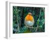 Robin perched in Yew hedge in winter, Norfolk, UK-Ernie Janes-Framed Photographic Print