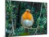 Robin perched in Yew hedge in winter, Norfolk, UK-Ernie Janes-Mounted Photographic Print