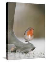 Robin Perched on Boot, UK-T.j. Rich-Stretched Canvas