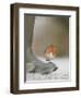Robin Perched on Boot, UK-T.j. Rich-Framed Premium Photographic Print