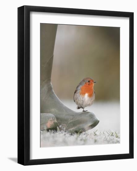 Robin Perched on Boot, UK-T.j. Rich-Framed Photographic Print