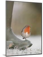 Robin Perched on Boot, UK-T.j. Rich-Mounted Photographic Print