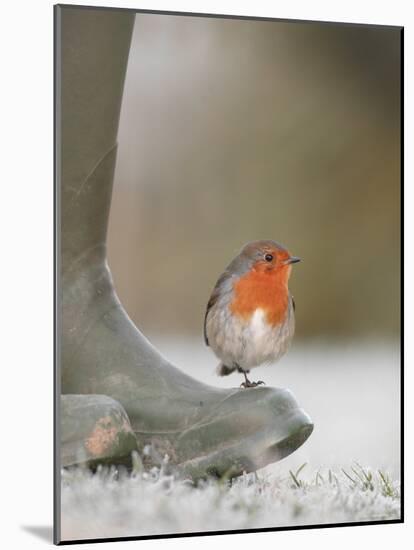 Robin Perched on Boot, UK-T.j. Rich-Mounted Photographic Print