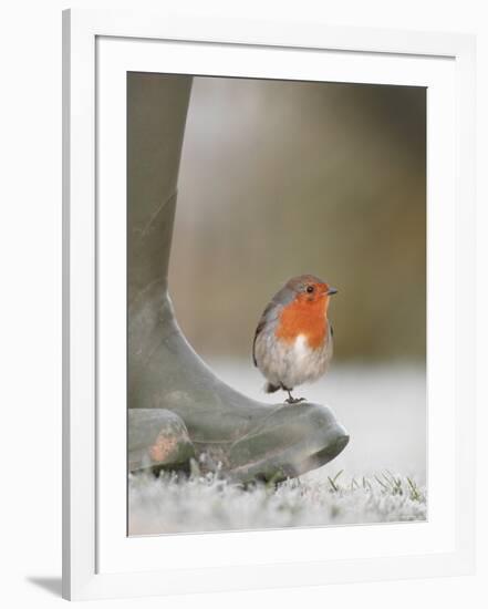 Robin Perched on Boot, UK-T.j. Rich-Framed Photographic Print