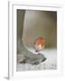 Robin Perched on Boot, UK-T.j. Rich-Framed Photographic Print