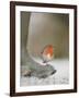 Robin Perched on Boot, UK-T.j. Rich-Framed Photographic Print