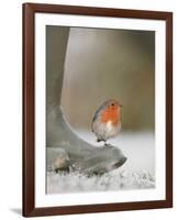 Robin Perched on Boot, UK-T.j. Rich-Framed Photographic Print