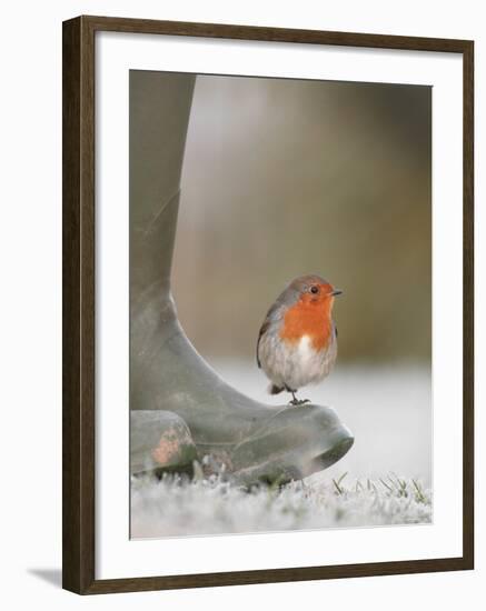 Robin Perched on Boot, UK-T.j. Rich-Framed Photographic Print