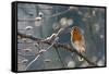 Robin perched on branch singing in spring , Bavaria, Germany-Konrad Wothe-Framed Stretched Canvas