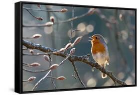 Robin perched on branch singing in spring , Bavaria, Germany-Konrad Wothe-Framed Stretched Canvas