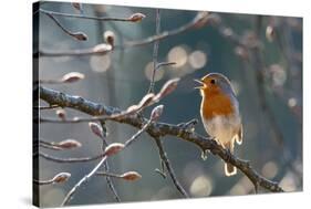 Robin perched on branch singing in spring , Bavaria, Germany-Konrad Wothe-Stretched Canvas