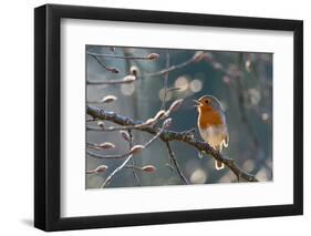 Robin perched on branch singing in spring , Bavaria, Germany-Konrad Wothe-Framed Photographic Print