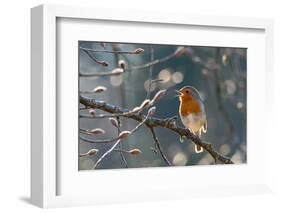 Robin perched on branch singing in spring , Bavaria, Germany-Konrad Wothe-Framed Photographic Print