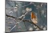 Robin perched on branch singing in spring , Bavaria, Germany-Konrad Wothe-Mounted Photographic Print