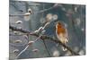 Robin perched on branch singing in spring , Bavaria, Germany-Konrad Wothe-Mounted Photographic Print