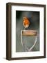 Robin perched on garden spade handle, UK-Colin Varndell-Framed Photographic Print