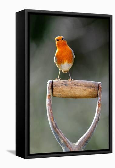 Robin perched on garden spade handle, UK-Colin Varndell-Framed Stretched Canvas