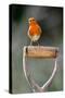 Robin perched on garden spade handle, UK-Colin Varndell-Stretched Canvas