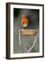 Robin perched on garden spade handle, UK-Colin Varndell-Framed Photographic Print