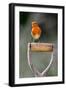 Robin perched on garden spade handle, UK-Colin Varndell-Framed Photographic Print