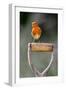 Robin perched on garden spade handle, UK-Colin Varndell-Framed Photographic Print