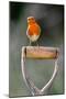 Robin perched on garden spade handle, UK-Colin Varndell-Mounted Photographic Print