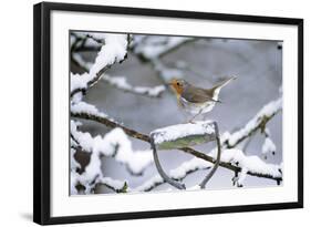 Robin Perched on Spade Handle-null-Framed Photographic Print