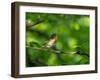 Robin perching on a branch, Germany-Konrad Wothe-Framed Photographic Print