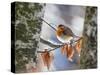 Robin perching on an icy branch, Germany-Konrad Wothe-Stretched Canvas