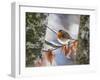 Robin perching on an icy branch, Germany-Konrad Wothe-Framed Photographic Print