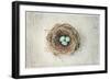 Robin’s Eggs-Elizabeth Kay-Framed Art Print