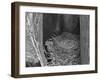 Robin's Nest-Brenda Petrella Photography LLC-Framed Giclee Print