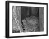 Robin's Nest-Brenda Petrella Photography LLC-Framed Giclee Print