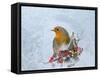 Robin Seen Through Frost Covered Window-null-Framed Stretched Canvas